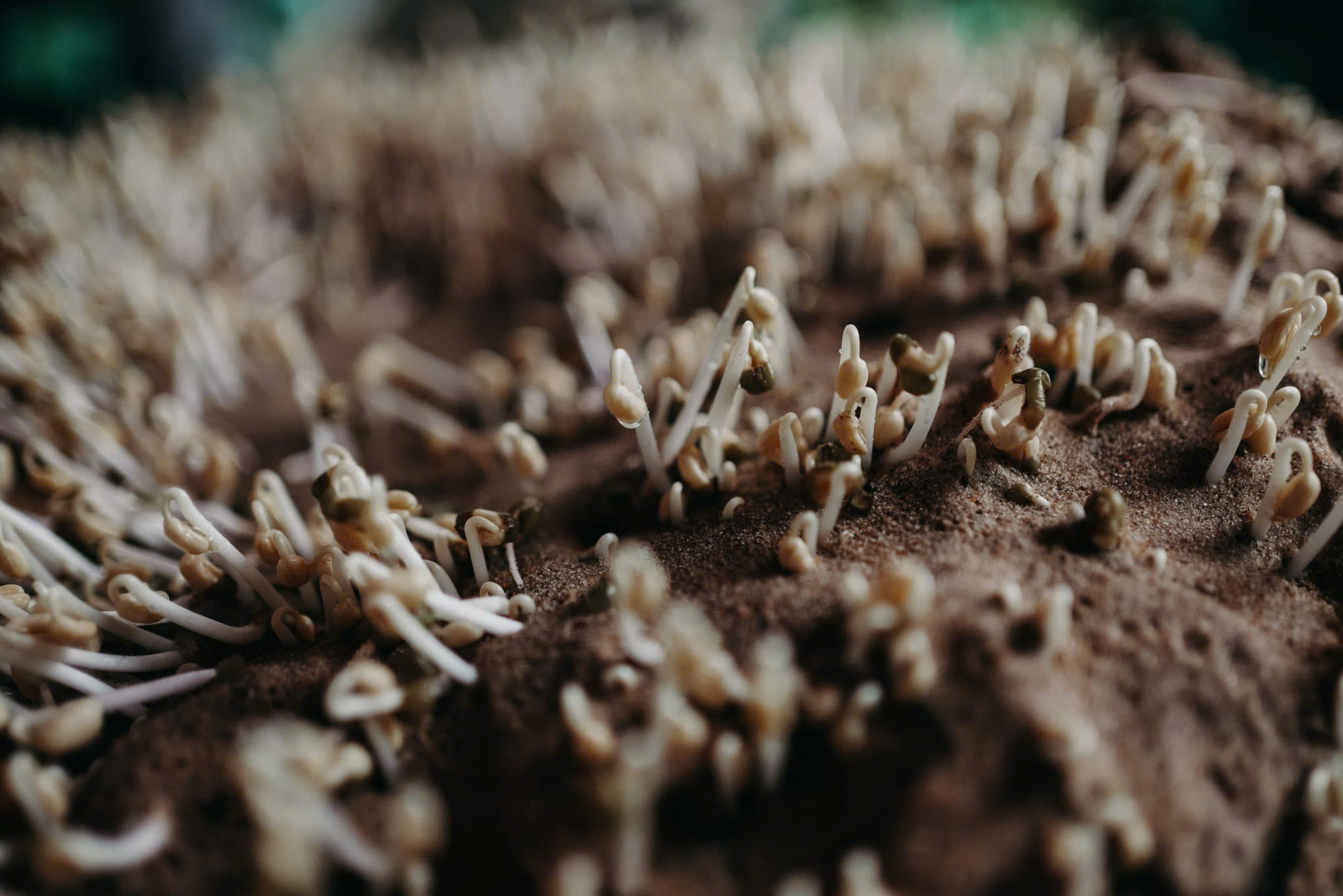 New Hidden Gems of Old Hoi An 2 Tour photo 2